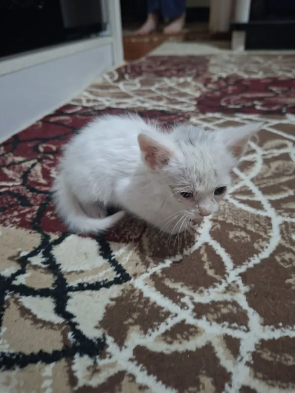 Котёнок белого цвета