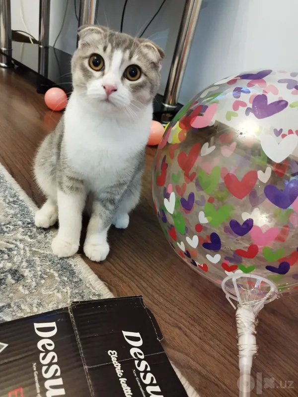 Скоттиш фолд киз 5 Скоттиш фолд киз 5