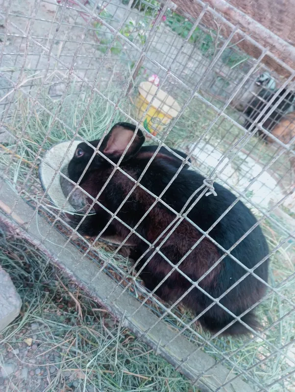 Quyonlar 3 Quyonlar 3