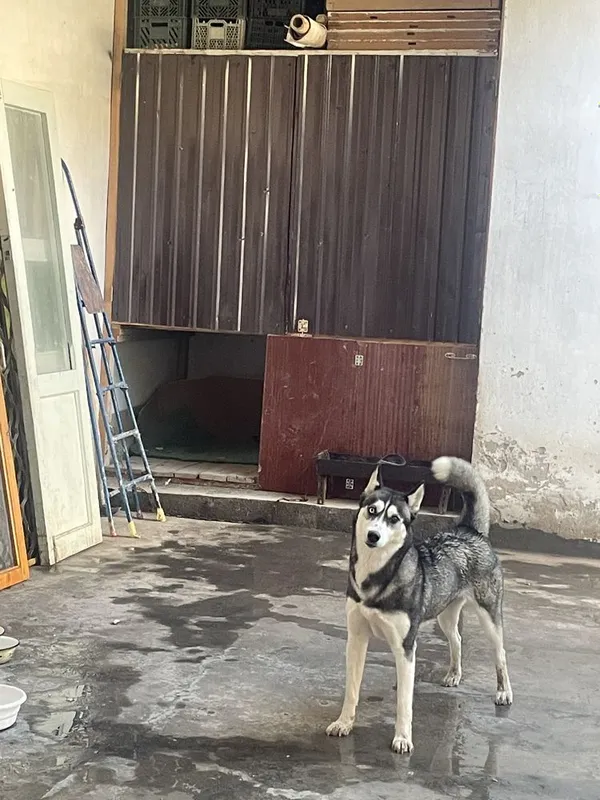 Haski kuchugi sotiladi LINDA 2