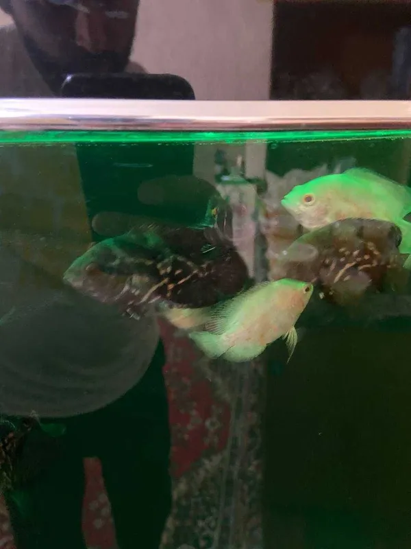 Astronotus baliq sotiladi!