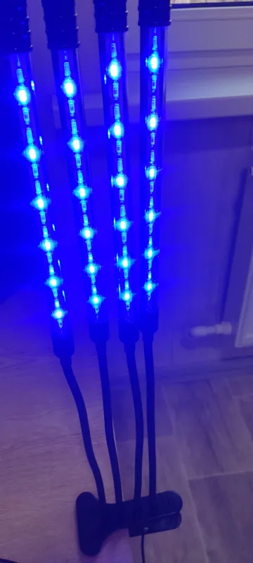 fitolampa sotiladi 4