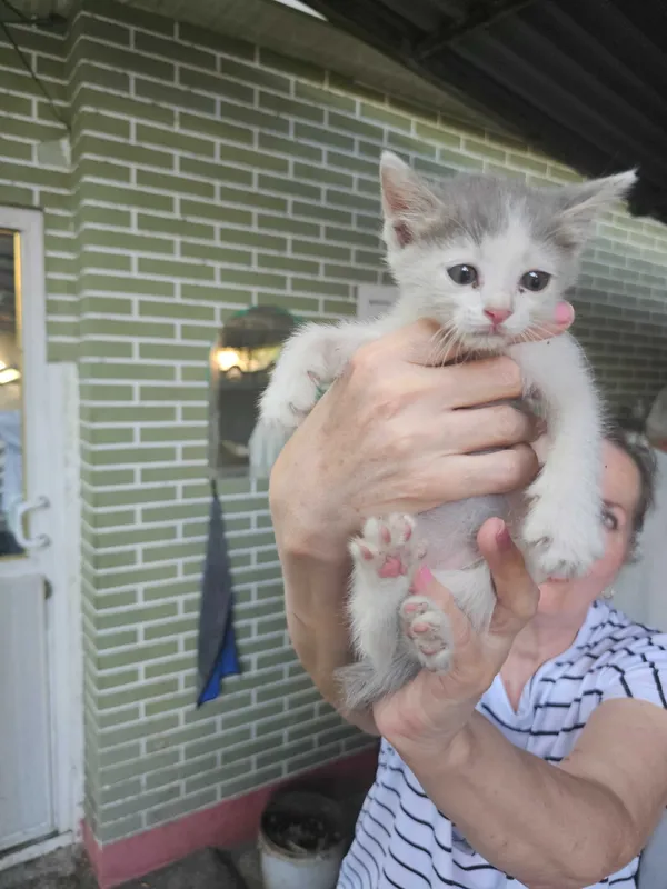 Котята в добрые руки 2 Котята в добрые руки 2