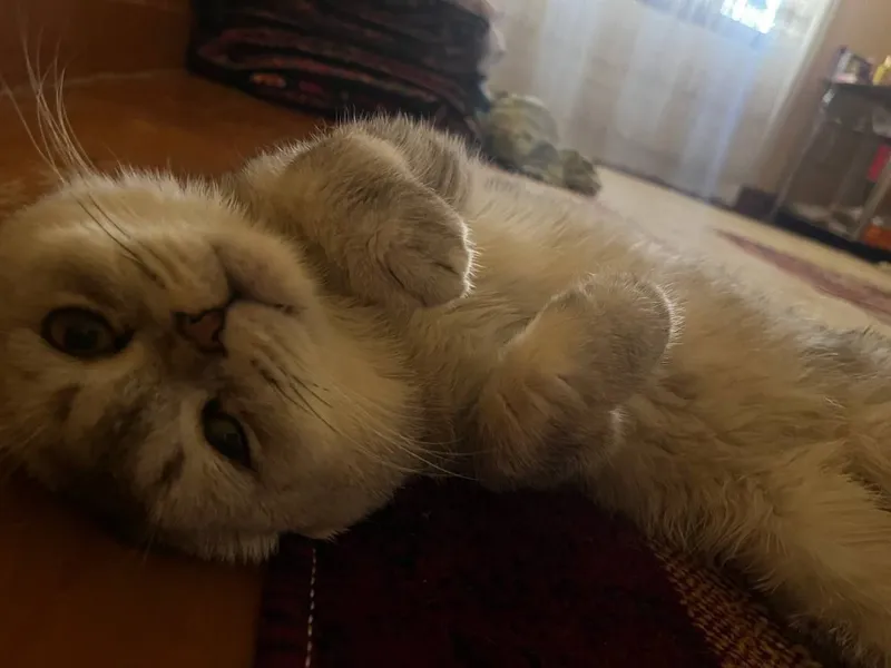 mushuk Scottish fold