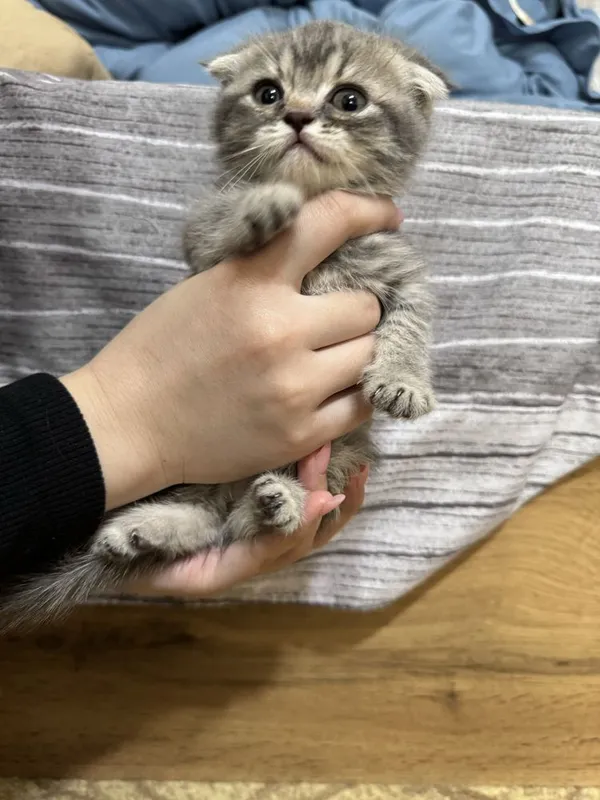 Продаются породистые котята (скоттиш страйт и скоттиш фолд) — фото 2
