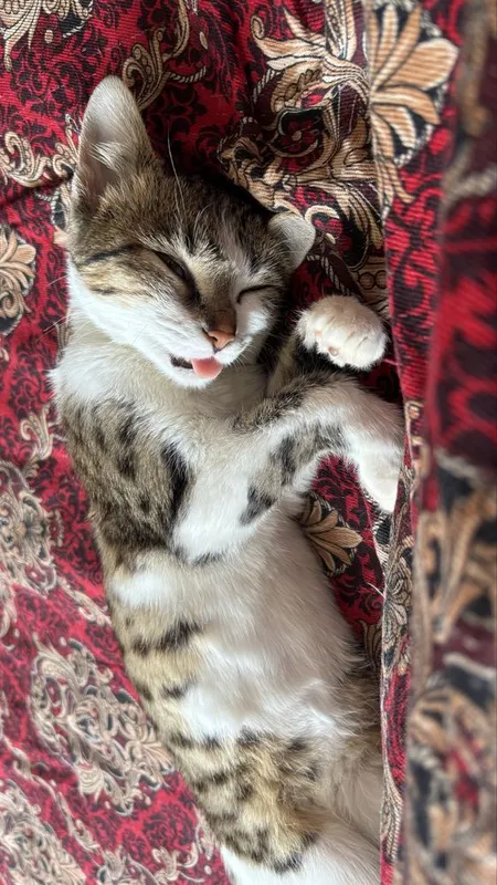 Котенок 3,5месяцев — фото 1