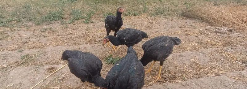 Продаются петухи и курицы 1 Продаются петухи и курицы 1