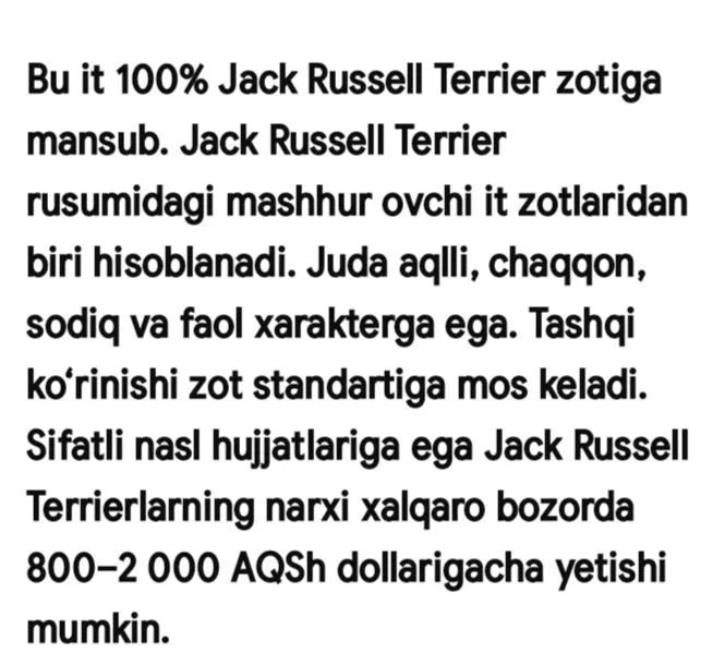 jack rassel teryer вязка qochirish erkak 6