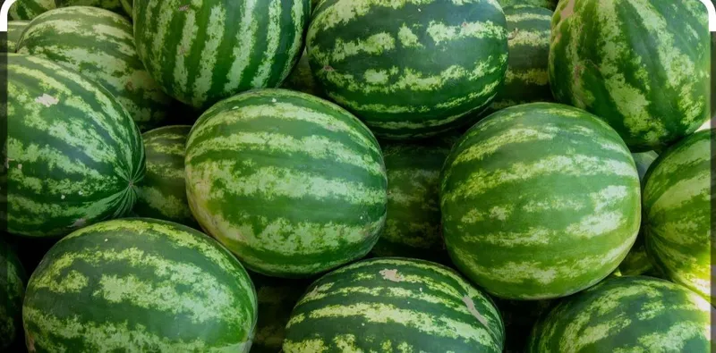 Продавец арбуза. Адрес: Зоминский район. Тел: 770712030