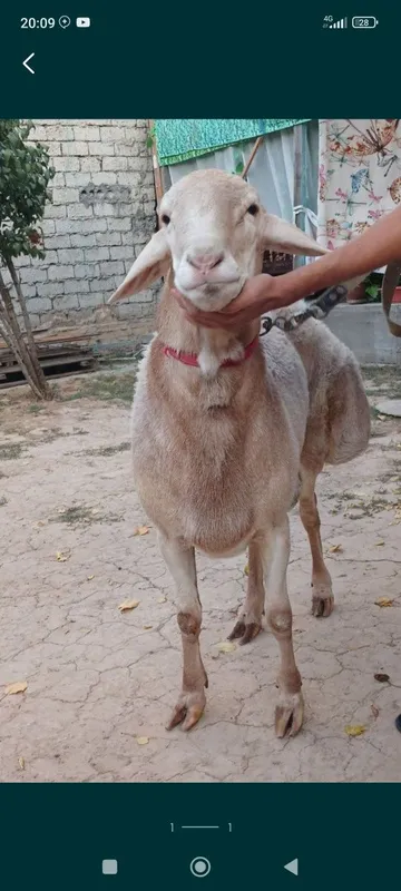 Qurbonlika qoʻchqorlar dehqonchili kelishilgan narxlarda