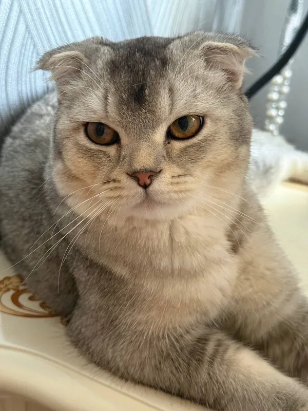 Srochna sotladi Scottish Fold 10