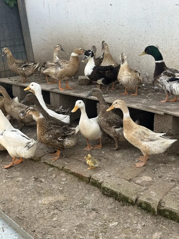 Ordaklar Sotiladi