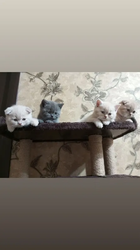 Продаются котята британцы. 5 Продаются котята британцы. 5