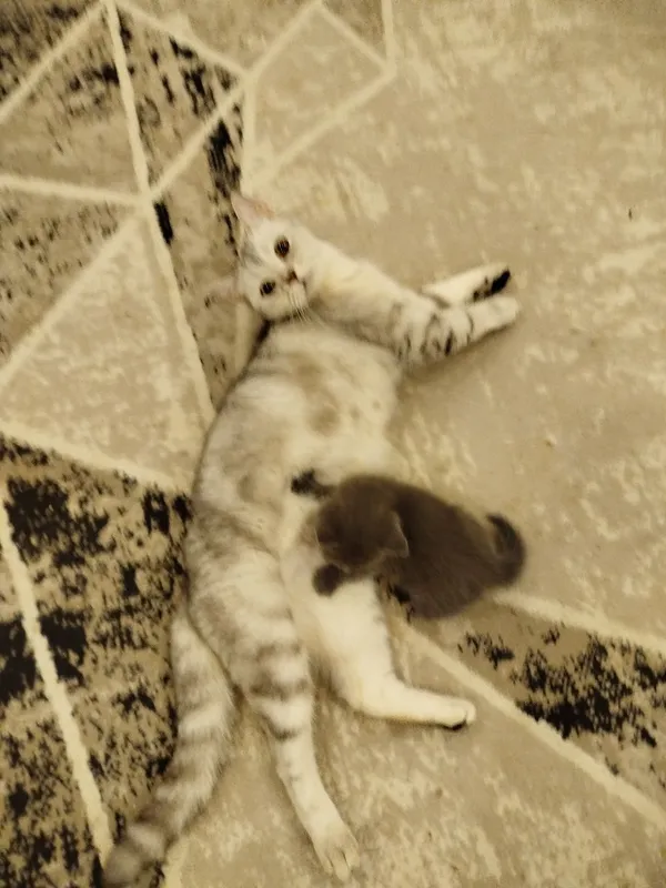Продаётся кошка с котёнком