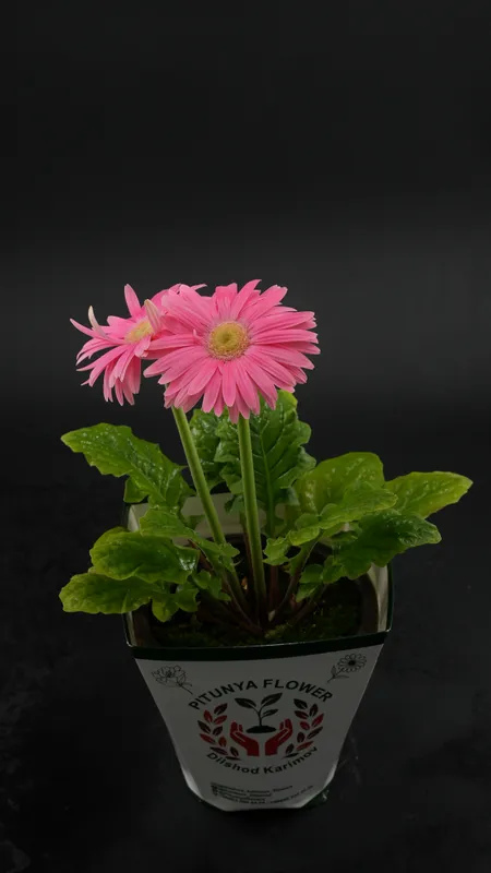Gerbera — фото 3