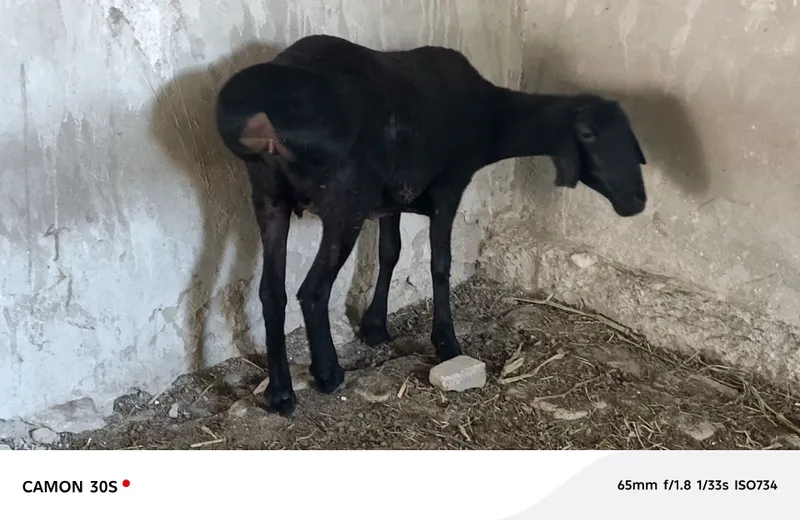 Бугоз куй 2 та. 2-3 тугар 4