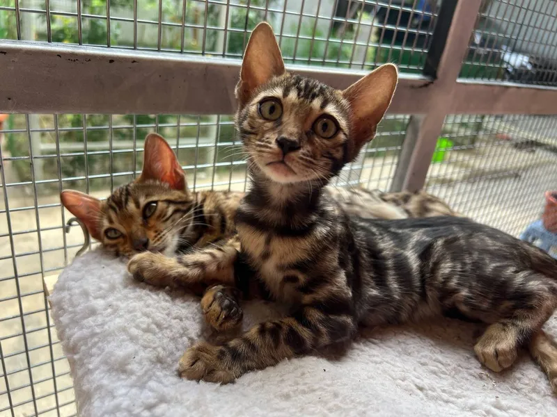 Bengal mushukchalari 3 Bengal mushukchalari 3