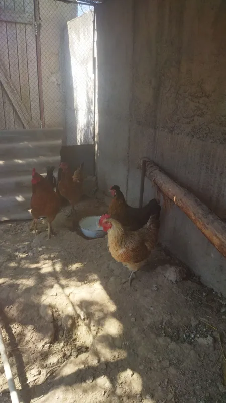 Tovuq xorozlar sotiladi 3 tovuq 1 xoroz 3 Tovuq xorozlar sotiladi 3 tovuq 1 xoroz 3