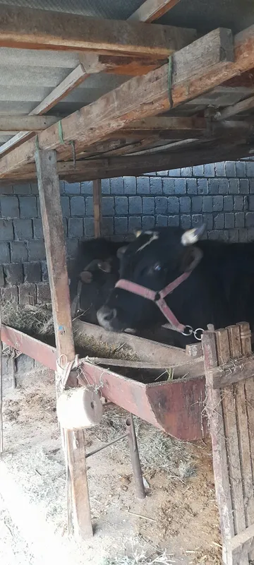Бук'а сотилади 2 та — фото 1