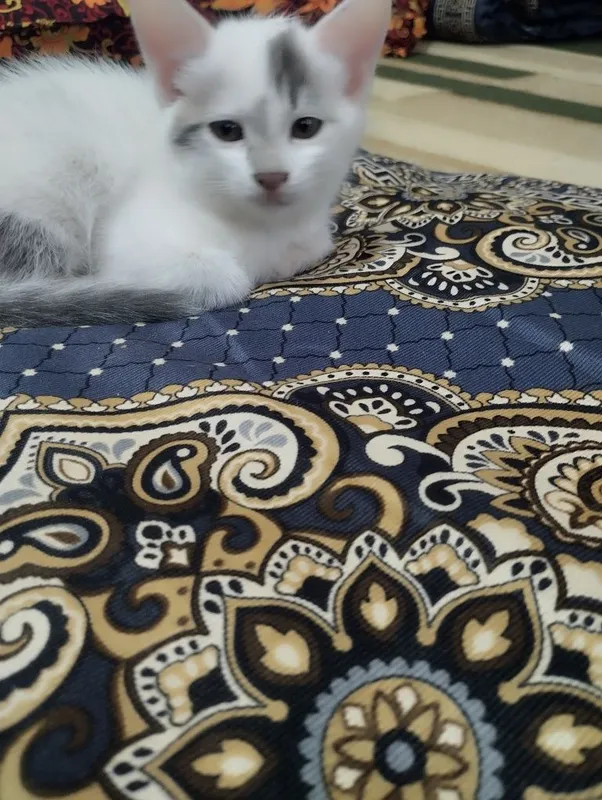 Mushukchalar zotdor 1 Mushukchalar zotdor 1