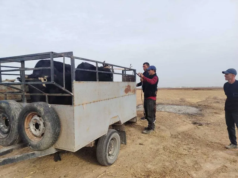 Mol tashish xizmati viloyat bo'ylab Mol tashish xizmati viloyat bo'ylab