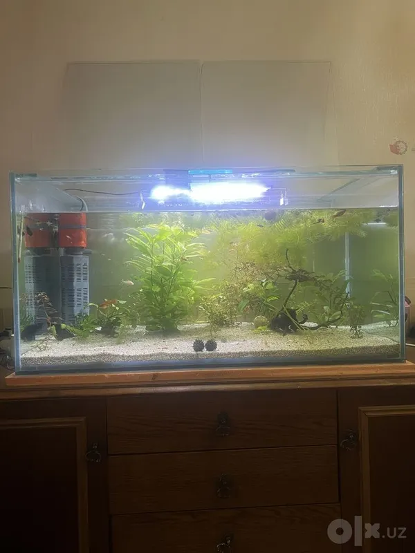 250 litrli akvarium 1 250 litrli akvarium 1