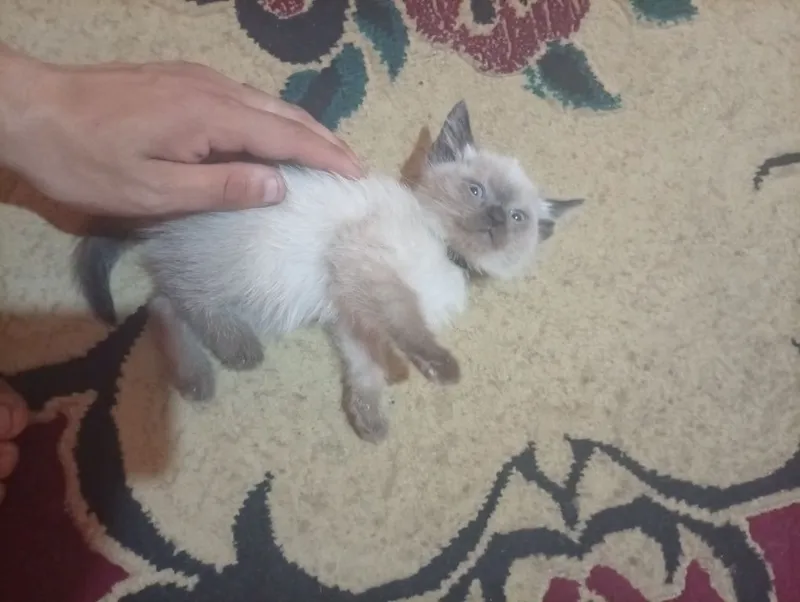 Продается котенок породистая