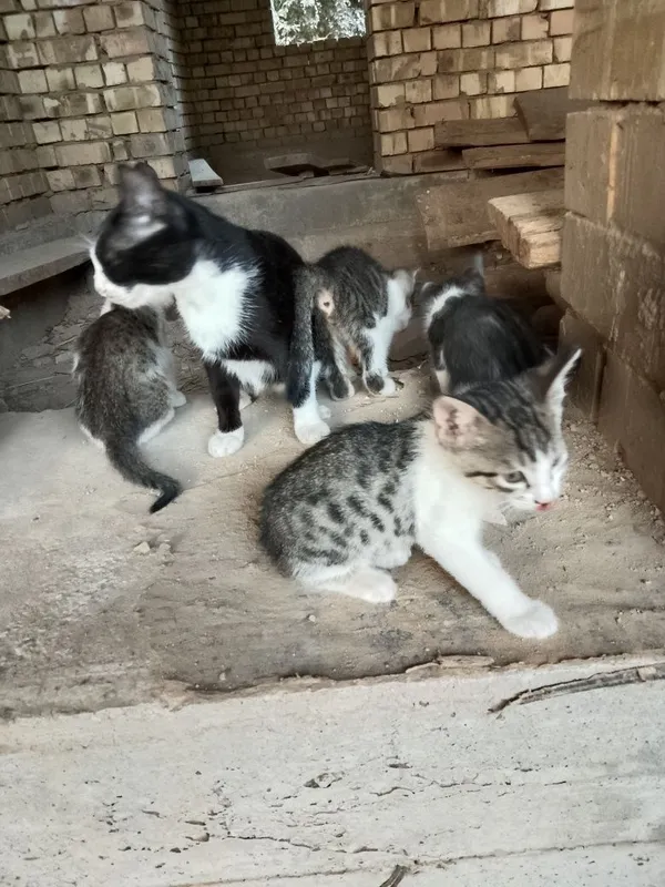 Oddiy mushuklar onasi bilan 5 Oddiy mushuklar onasi bilan 5