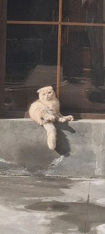 Британская кошка — фото 3 Британская кошка — фото 3