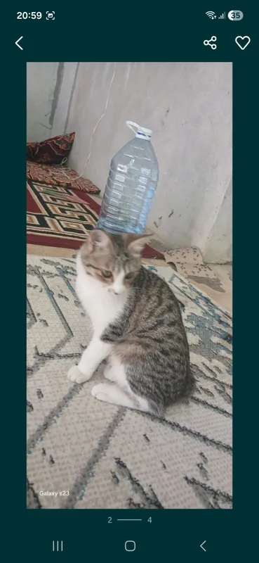 Кошка бесплатно 3 Кошка бесплатно 3