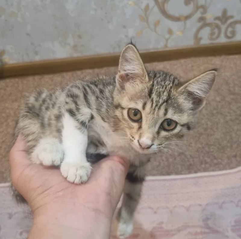 Отдам котят бесплатно 6