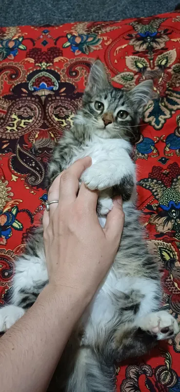 Mushuk