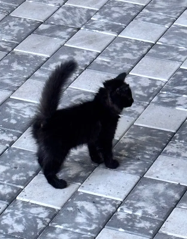 Котенок 6 месяцев 3 Котенок 6 месяцев 3