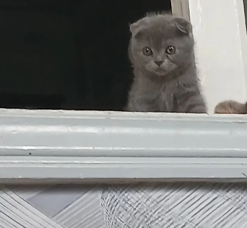 Продаётся котята велоухи скоттиш фолд.. Mushuk bollari sotiladi veslou — фото 1