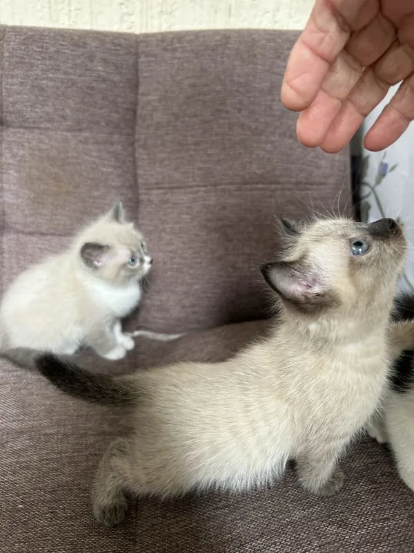 породистые котята сиямскик — фото 2