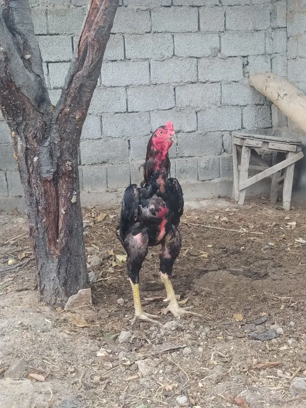 Dakan xoʻroz sotiladi 3 Dakan xoʻroz sotiladi 3