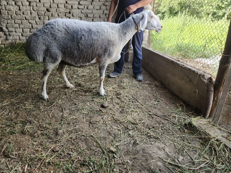 Bugoz Avfgon quy sotiladi Bugoz Avfgon quy sotiladi