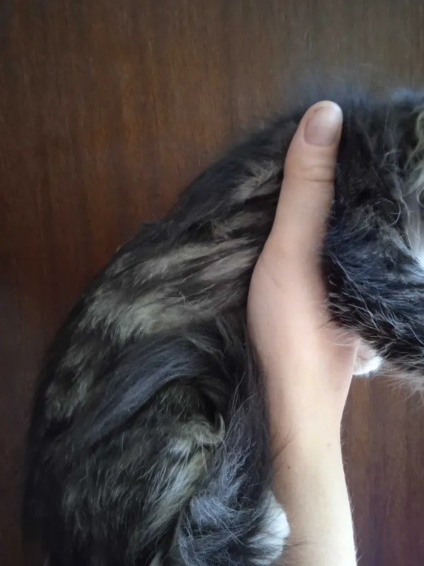 Норвежская лесная, девочка, 3 месяца. 3 Норвежская лесная, девочка, 3 месяца. 3