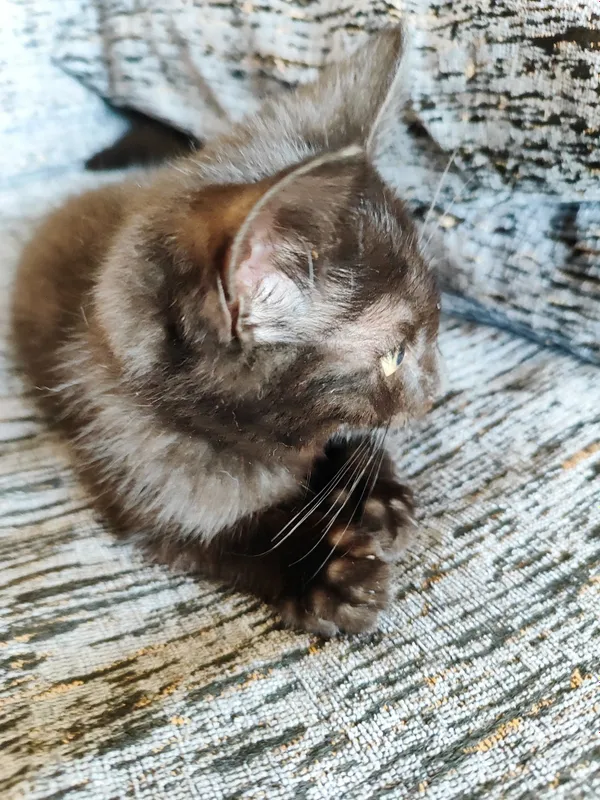 Котенок 2,5 месяца мальчик. 2
