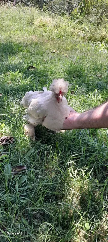 Zoti kars yapon tovuĝi 3