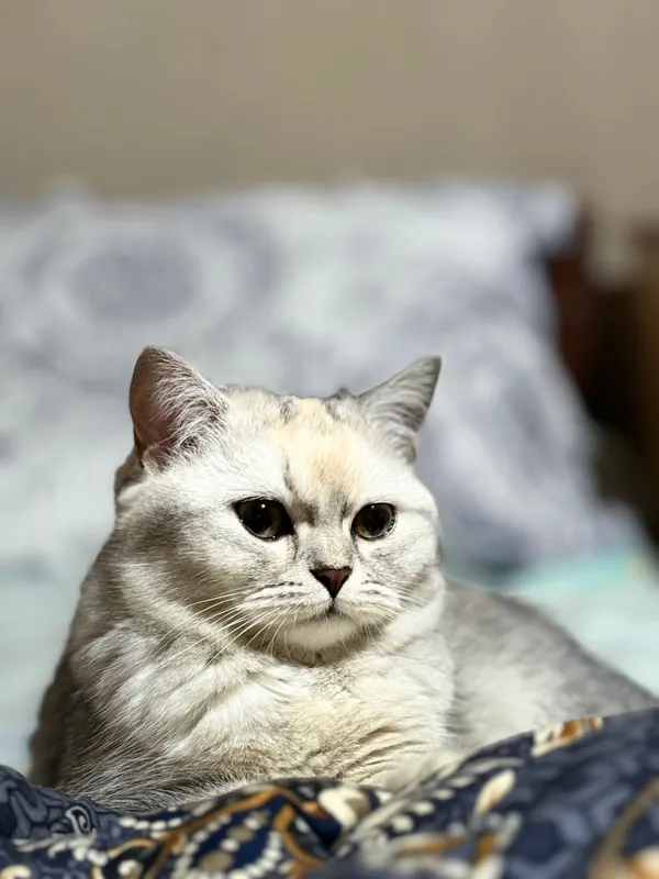 Mushuk sotiladi sog’lom zoti British chinchilla qiz bola 7 oylik — фото 6