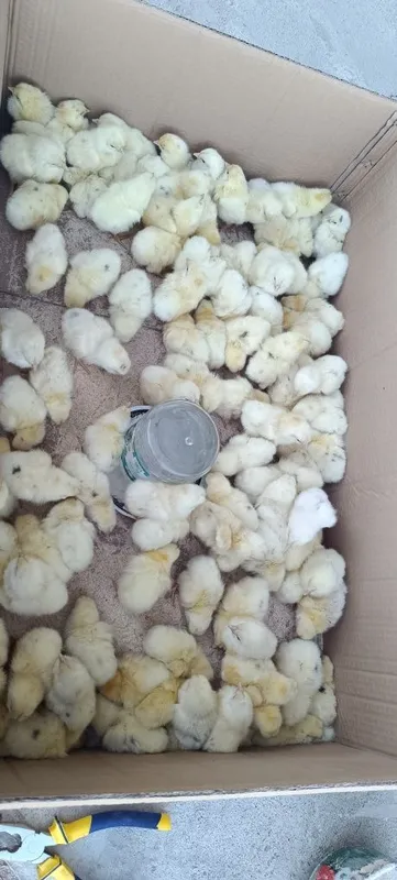 Sort nesushka oq xorozla
