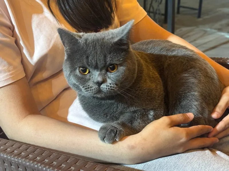 продам котика