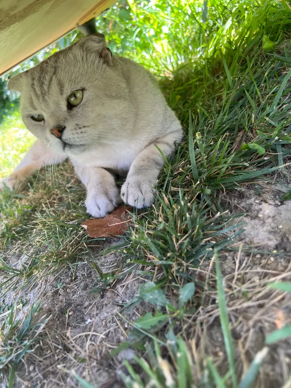Кот 1 Кот 1