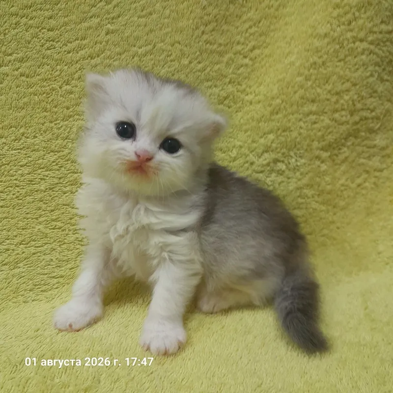 Продаются 4 шикарных котёнка,шиншилла. 6 Продаются 4 шикарных котёнка,шиншилла. 6