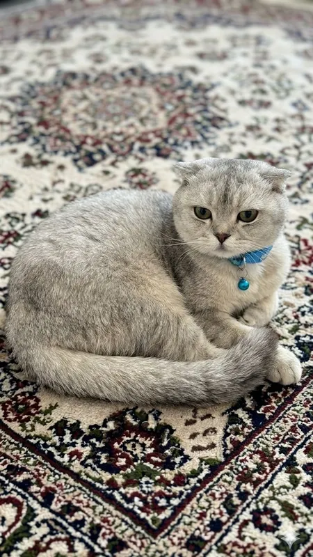 Scotish fold-Silver chinchilla mushuk srochni sotiladi 1 Scotish fold-Silver chinchilla mushuk srochni sotiladi 1