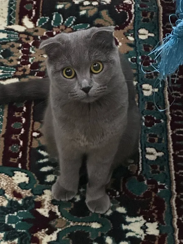 Mushuk sotiladi zodi:Scottish Fold — фото 1