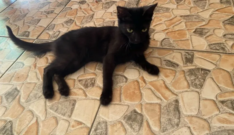 Бесплатно Котенок