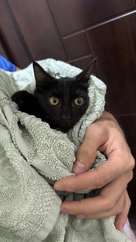Чёрный котёнок ищет любящую семью — фото 1
