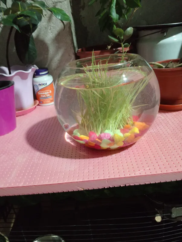 Akvarium sotiladi 3 kun ishlatilgan 3 litr